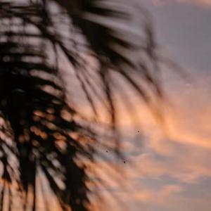 国产网址在线观看
