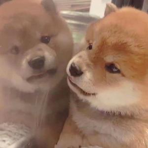 国产网址在线观看
